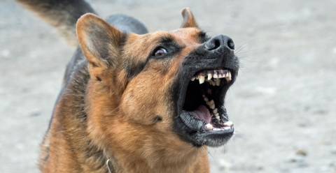 I cani aggressivi? �Rispondono all'assenza di socializzazione, regole chiare e attivit� fisica�